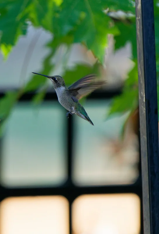 Photo from 2024 Boise album - Image 10