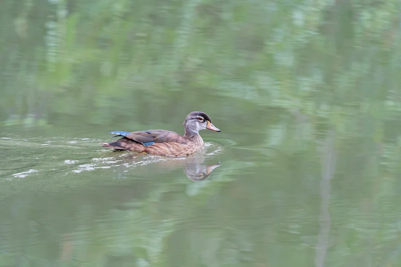 Photo from 2024 Boise album - Image 13