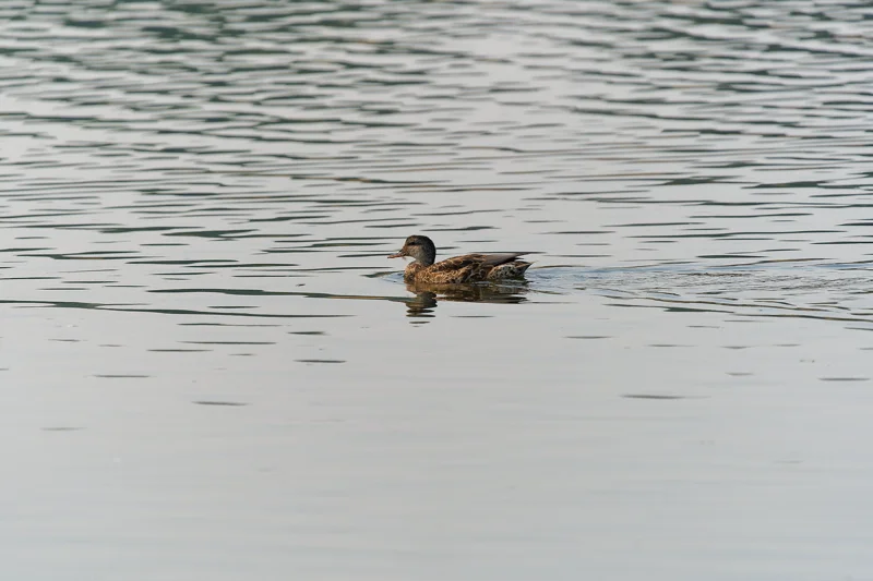 Photo from 2024 Boise album - Image 27