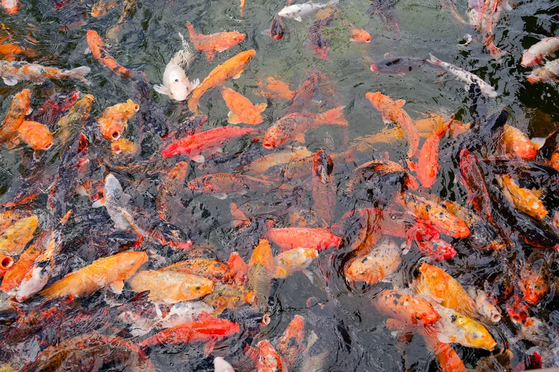 Photo from 2024 Kauai album - Image 3