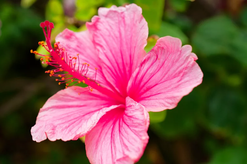 Photo from 2024 Kauai album - Image 5