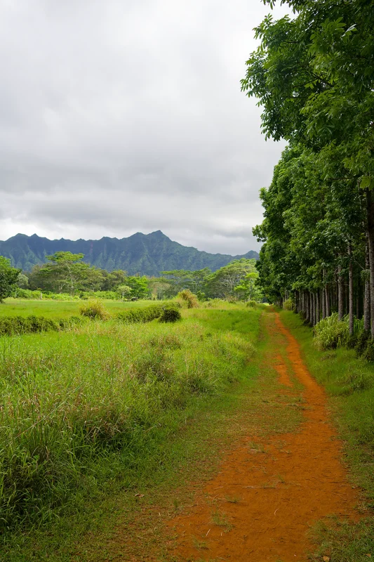 Photo from 2024 Kauai album - Image 11