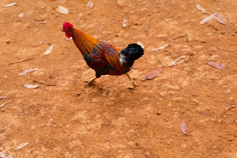 Photo from 2024 Kauai album - Image 14