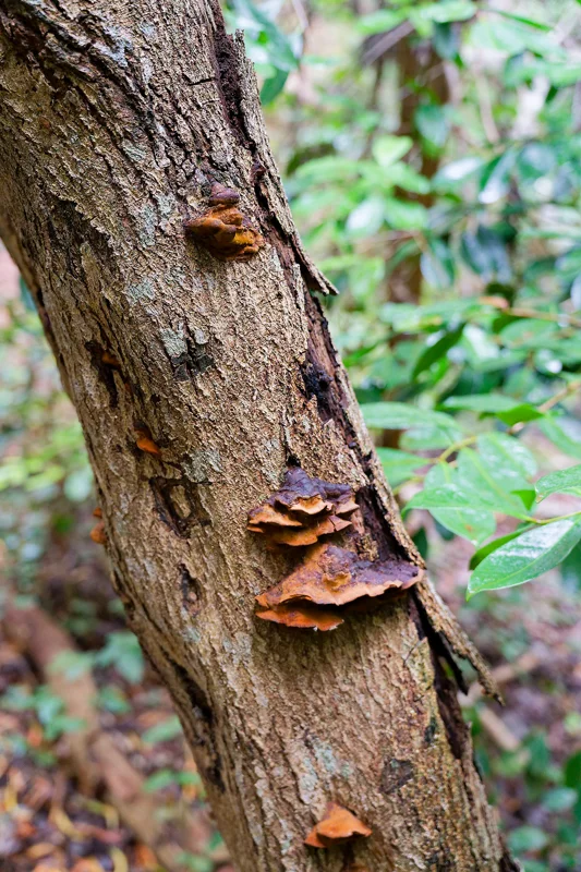 Photo from 2024 Kauai album - Image 16