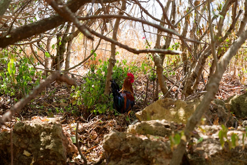 Photo from 2024 Kauai album - Image 26