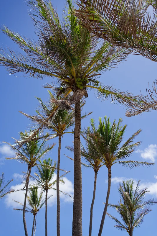 Photo from 2024 Kauai album - Image 30