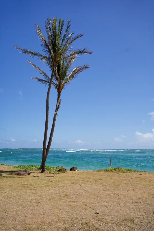 Photo from 2024 Kauai album - Image 31