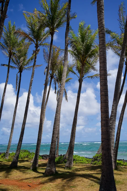 Photo from 2024 Kauai album - Image 36