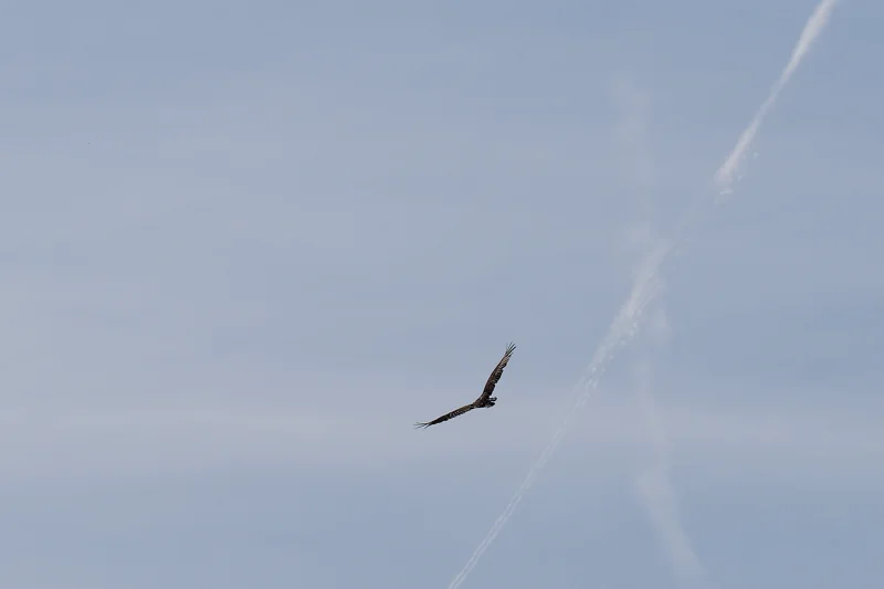 Photo from 2025 Boise Birds album - Image 1