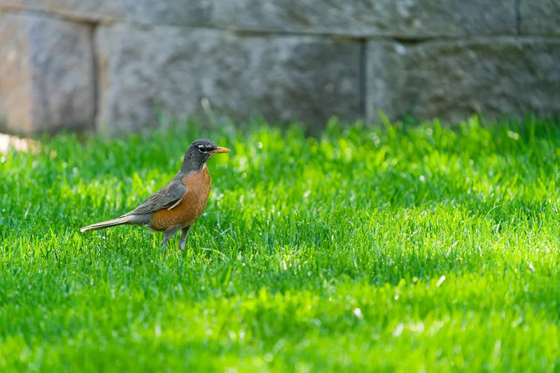 Photo from 2025 Boise Birds album - Image 2