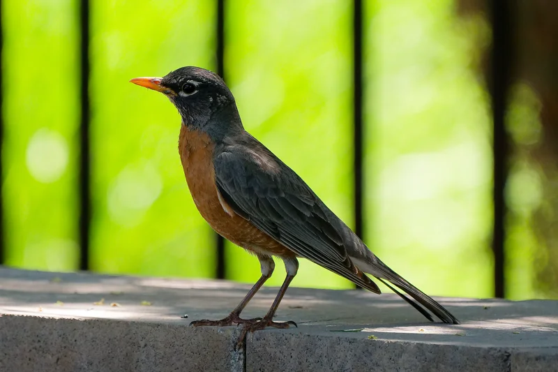 Photo from 2025 Boise Birds album - Image 3