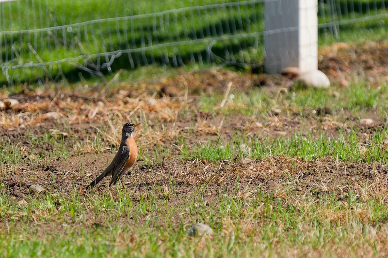 Boise Idaho Bird Photography 2025 - Local Wildlife & Nature