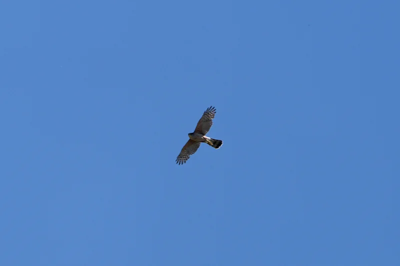 Photo from 2025 Boise Birds album - Image 5