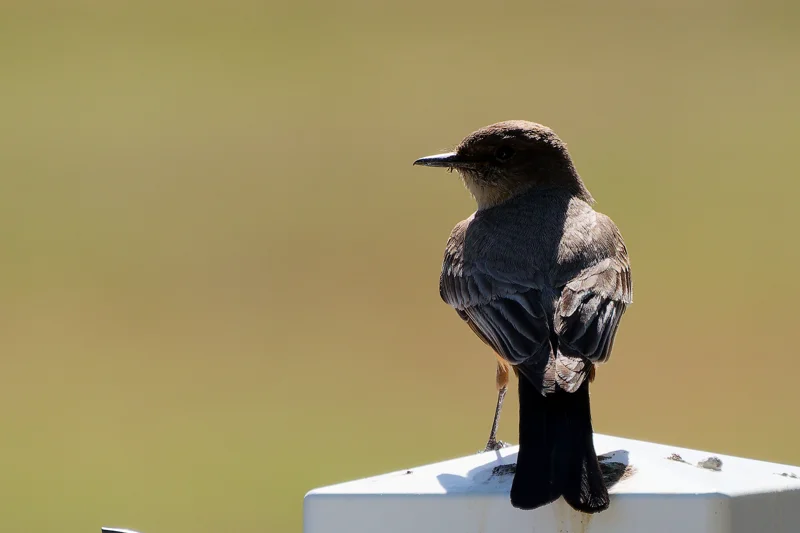 Photo from 2025 Boise Birds album - Image 6