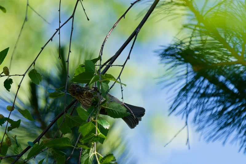 Photo from 2025 Boise Birds album - Image 7