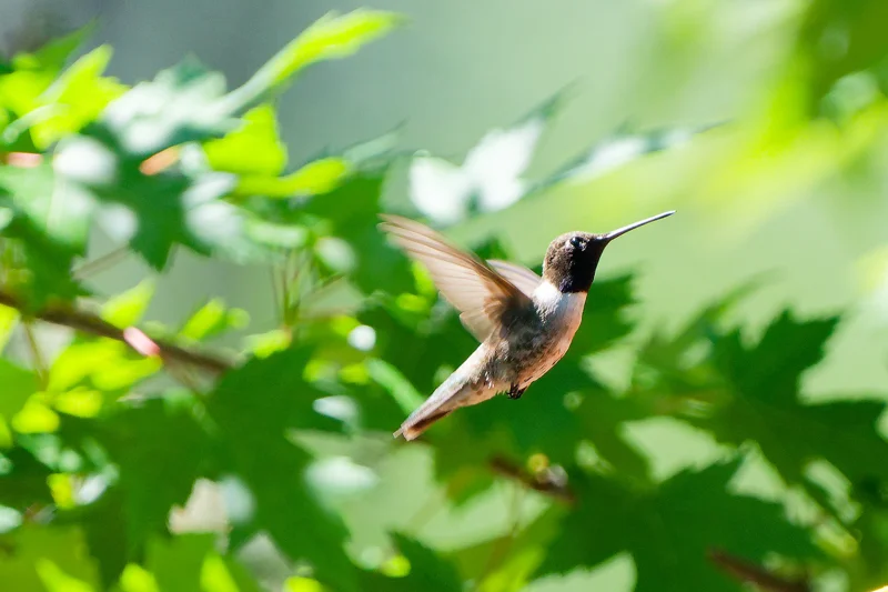 Photo from 2025 Boise Birds album - Image 8