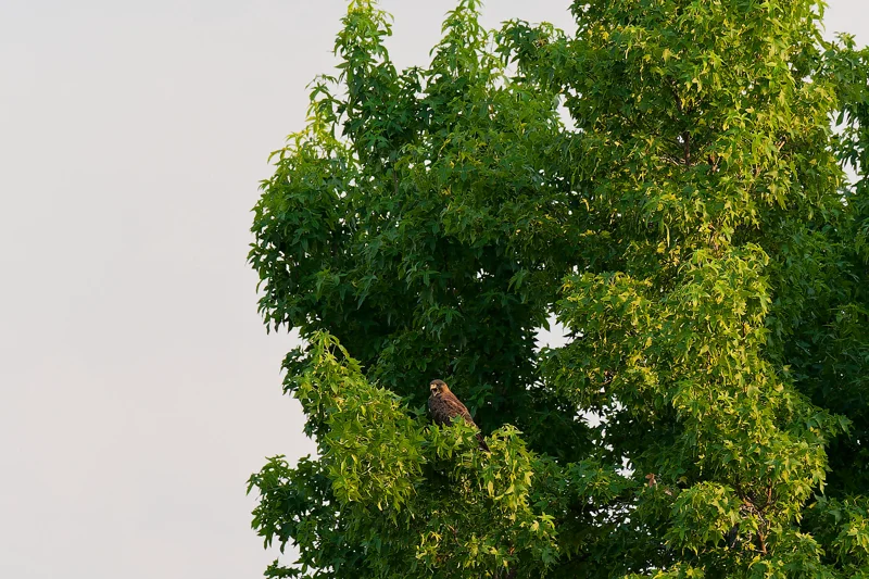 Photo from 2025 Boise Birds album - Image 9