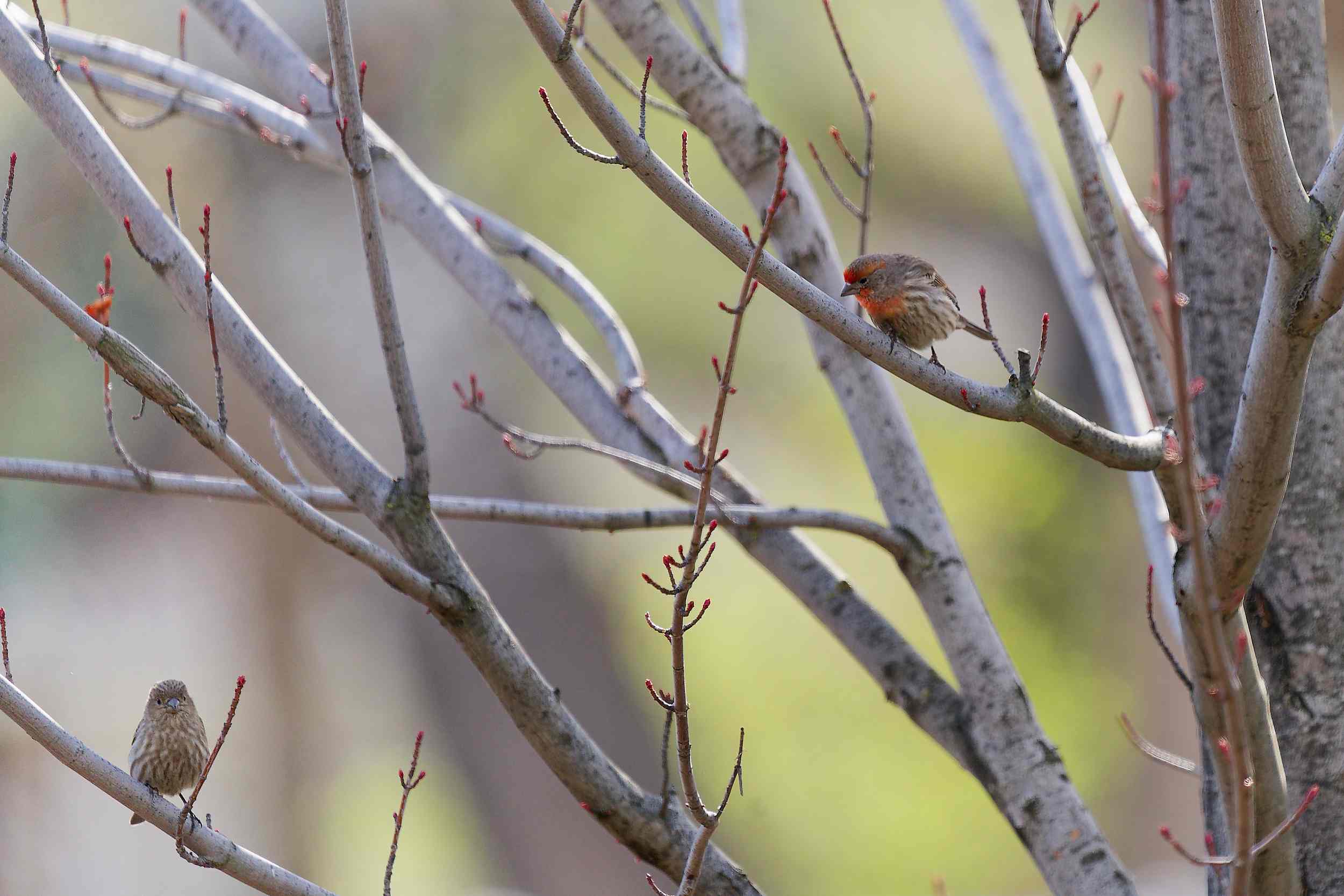Boise Idaho Bird Photography 2025 - Local Wildlife & Nature