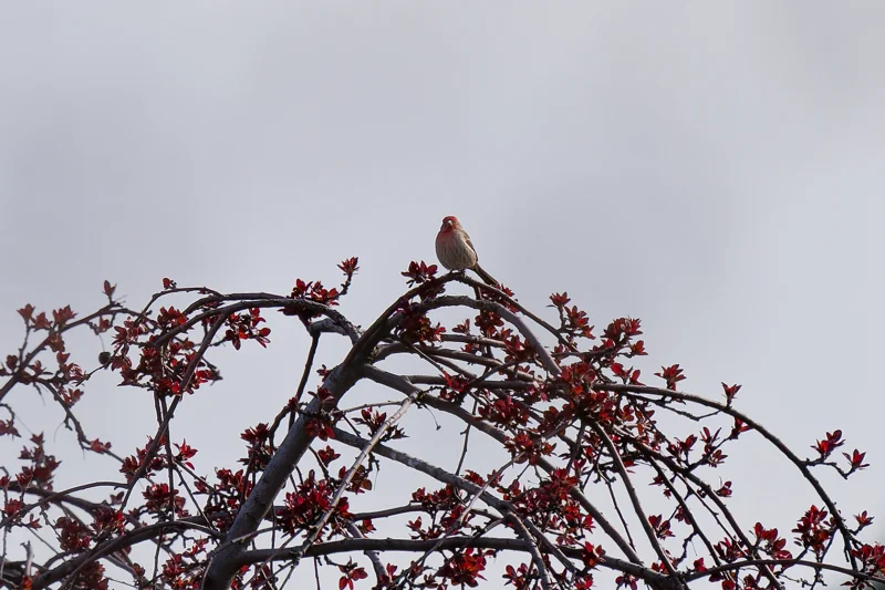 Photo from 2025 Boise Birds album - Image 12