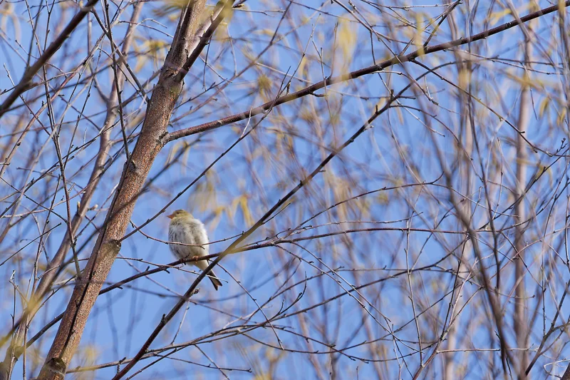 Photo from 2025 Boise Birds album - Image 13