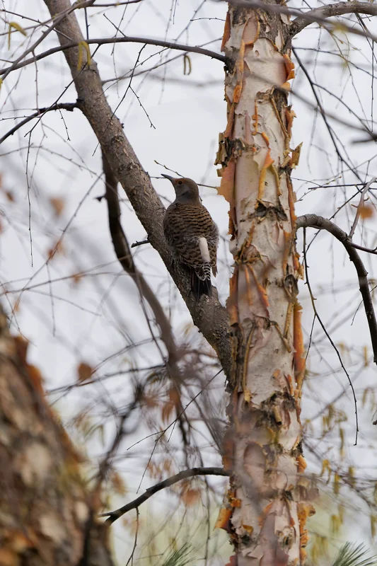 Photo from 2025 Boise Birds album - Image 14