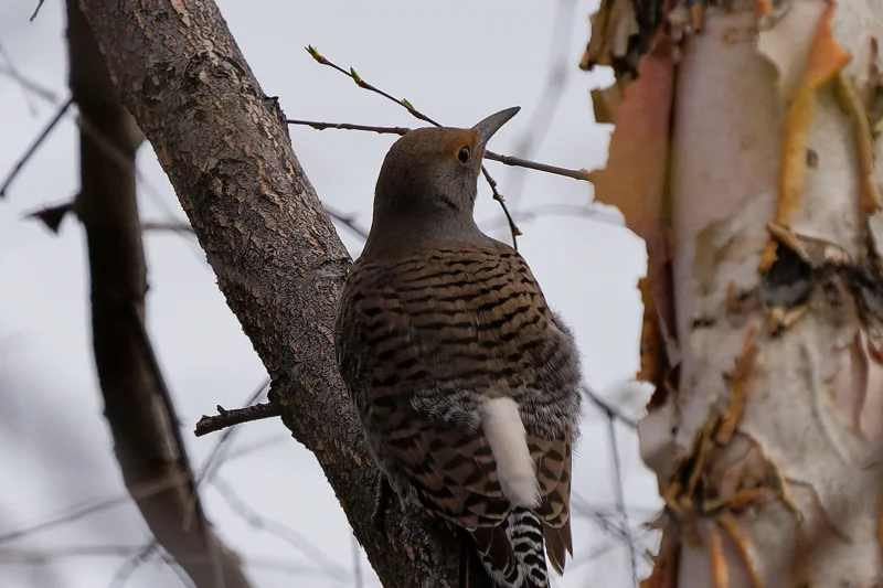Photo from 2025 Boise Birds album - Image 15