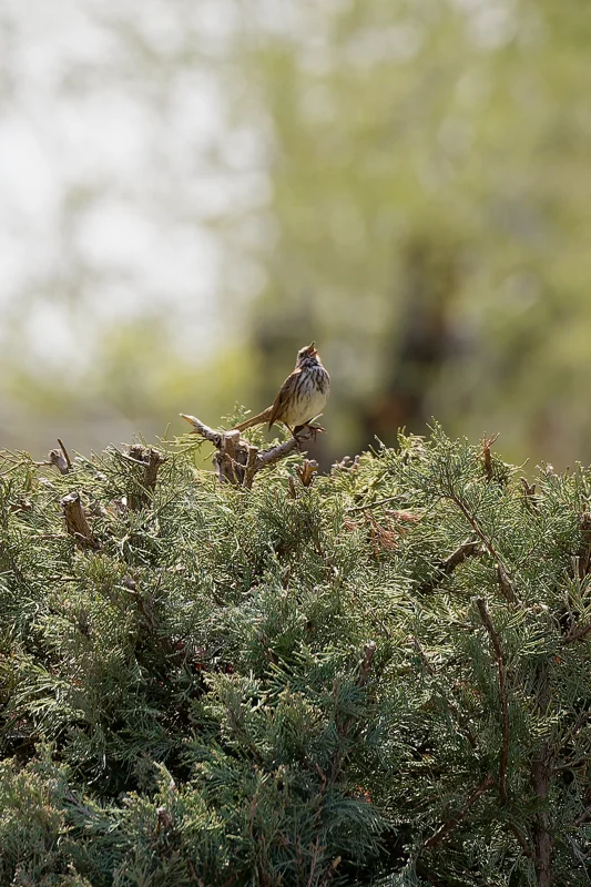 Photo from 2025 Boise Birds album - Image 16