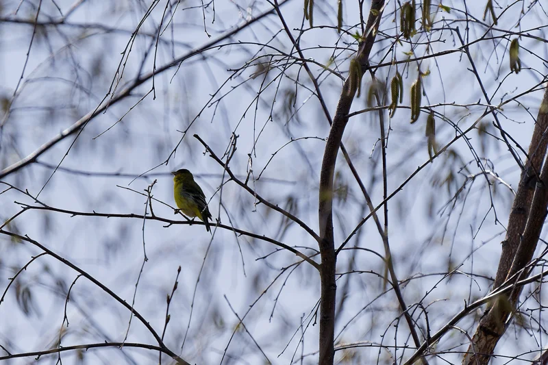 Photo from 2025 Boise Birds album - Image 17