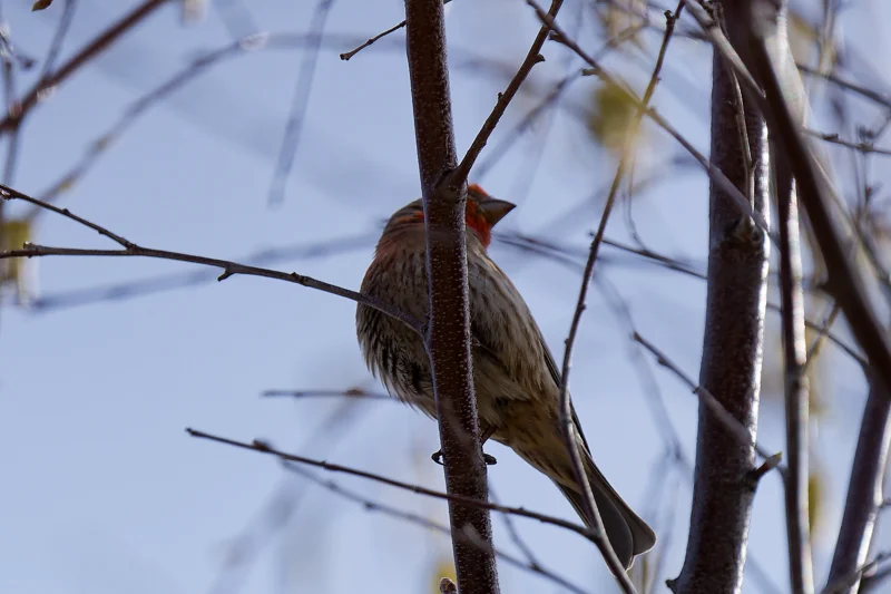 Photo from 2025 Boise Birds album - Image 18