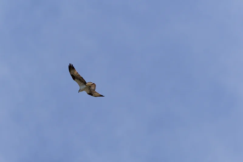 Photo from 2025 Boise Birds album - Image 19