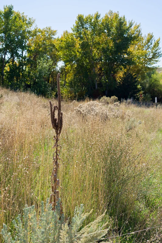 Photo from 2025 Boise Fall album - Image 17