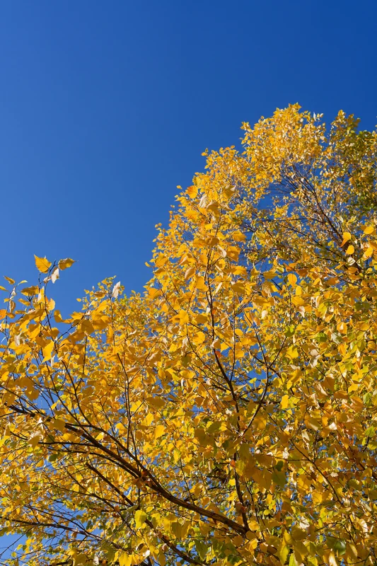 Photo from 2025 Boise Fall album - Image 20