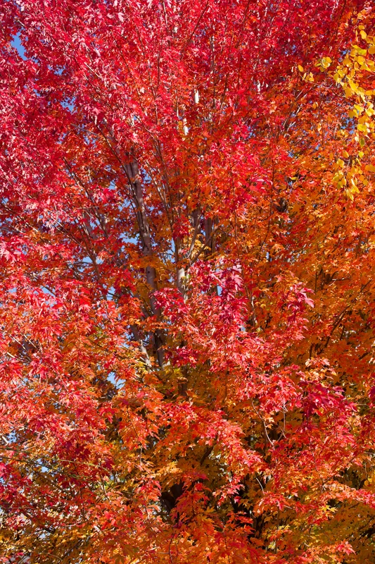 Photo from 2025 Boise Fall album - Image 21