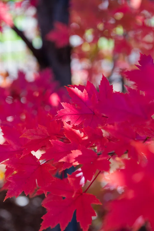 Photo from 2025 Boise Fall album - Image 23