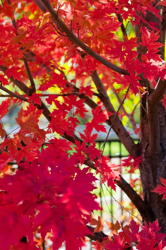 Photo from 2025 Boise Fall album - Image 24