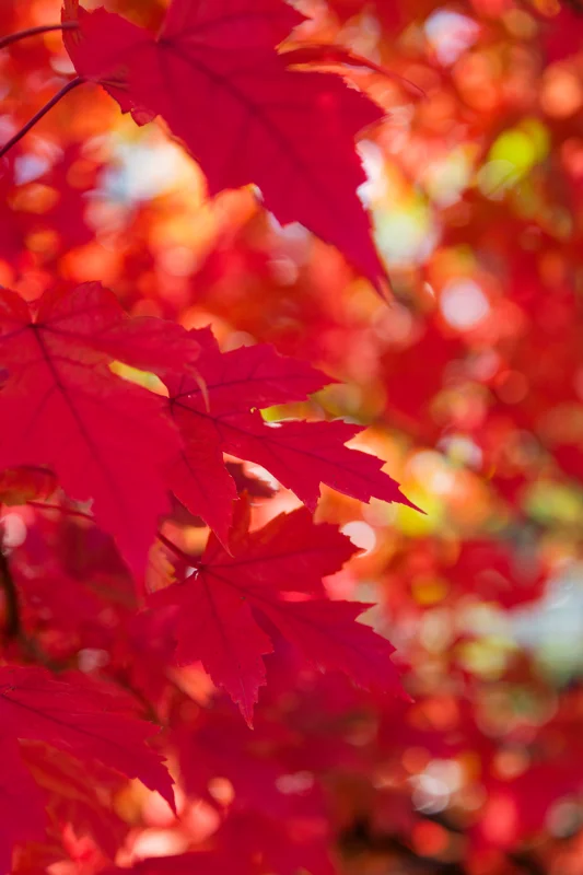 Photo from 2025 Boise Fall album - Image 25