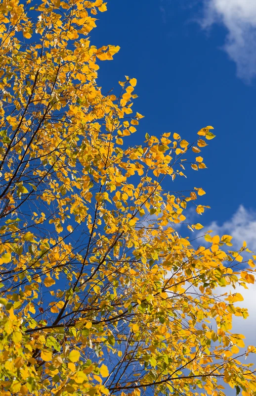 Boise Idaho Fall Photography 2025 - Aurora, Cars, & Landscapes