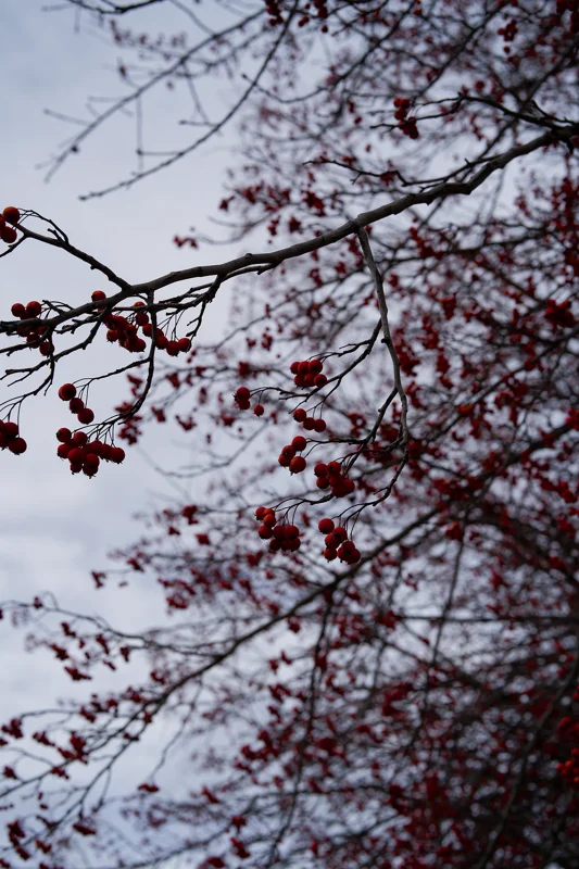 Photo from 2025 Boise Fall album - Image 31