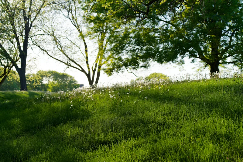 Boise Idaho Spring Photography 2025 - Wildflowers & Landscapes