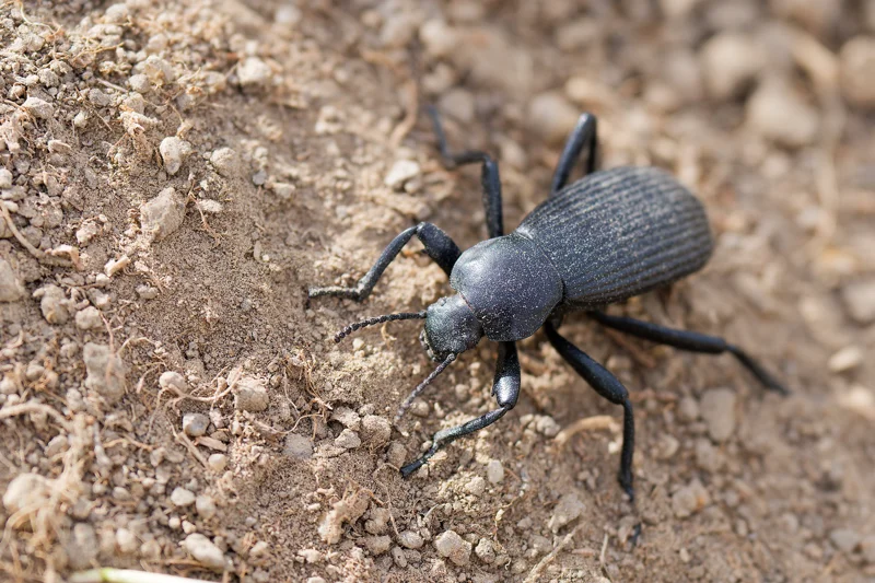 Photo from 2025 Boise Spring album - Image 10