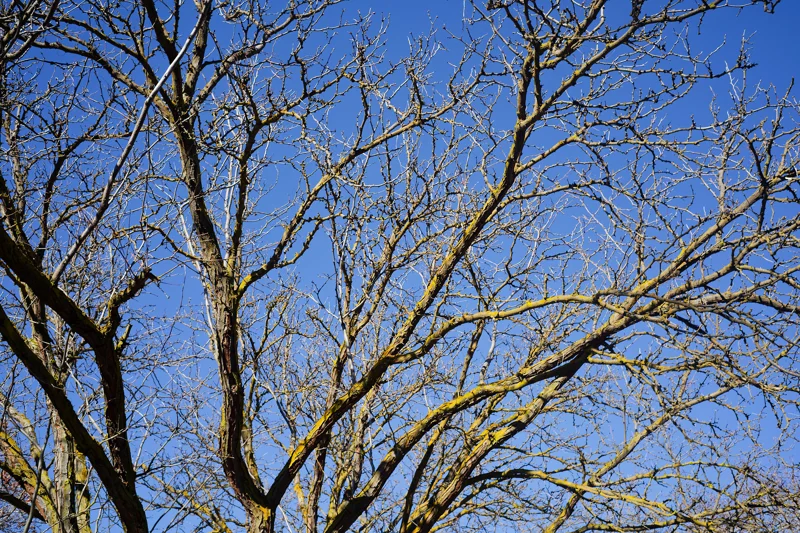 Photo from 2025 Boise Spring album - Image 14