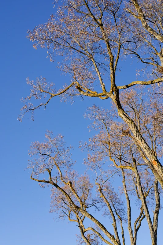 Photo from 2025 Boise Spring album - Image 16