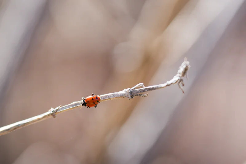 Photo from 2025 Boise Spring album - Image 22