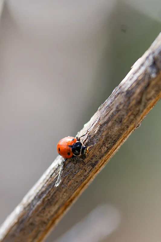 Photo from 2025 Boise Spring album - Image 23