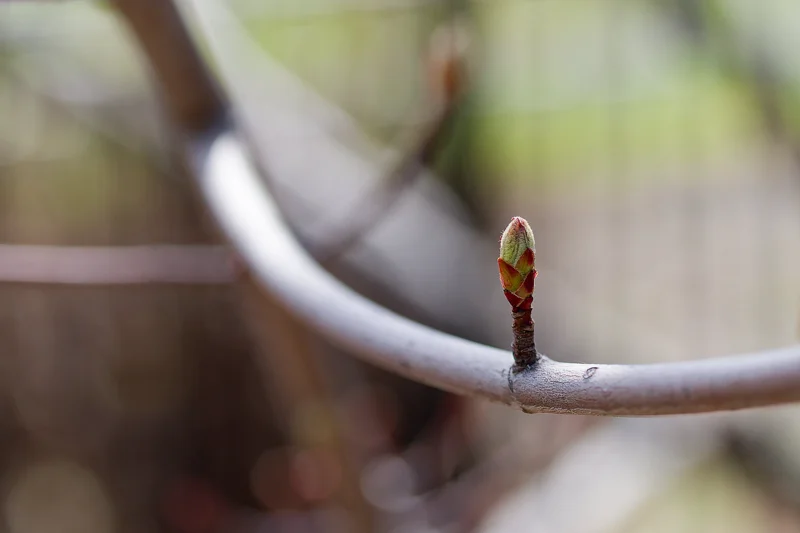 Photo from 2025 Boise Spring album - Image 24