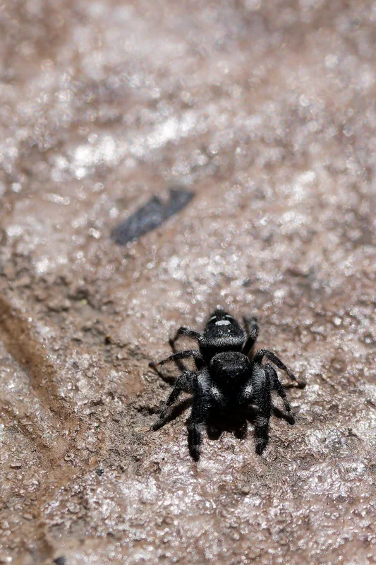 Photo from 2025 Boise Spring album - Image 25