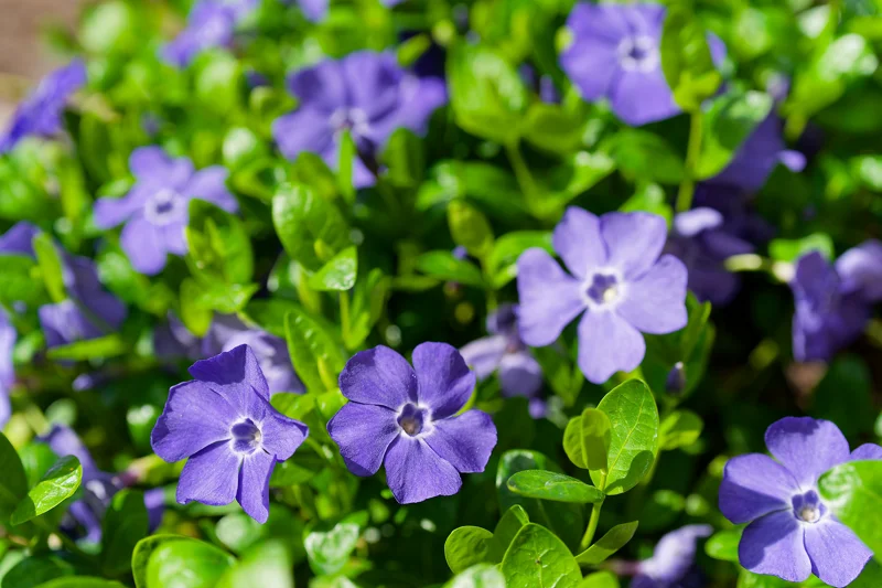 Photo from 2025 Boise Spring album - Image 28