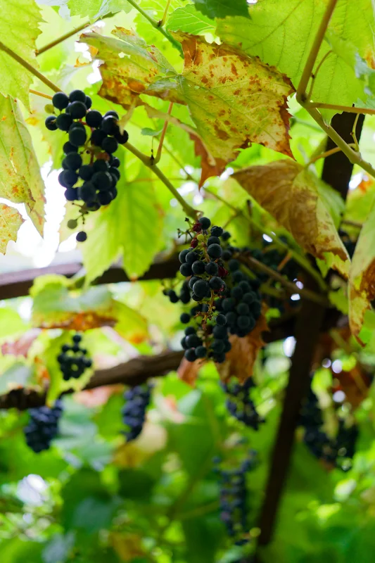 Photo from 2025 Paris album - Image 66