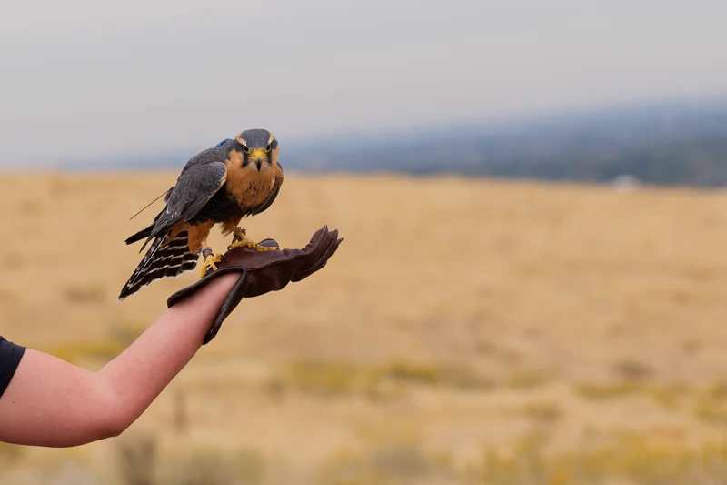 Photo from 2026 Birds of Prey album, image 2