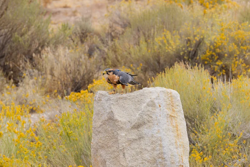 Photo from 2026 Birds of Prey album, image 3